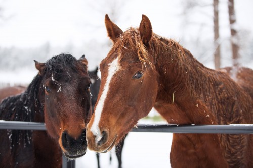 christmascamp-horses